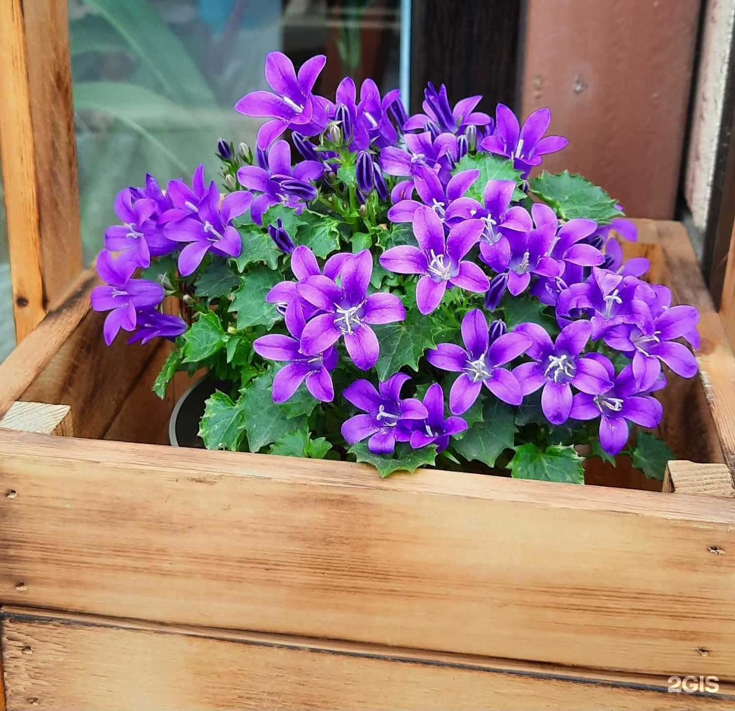 Отзывы на компанию Цветы в г. Махачкала c фото