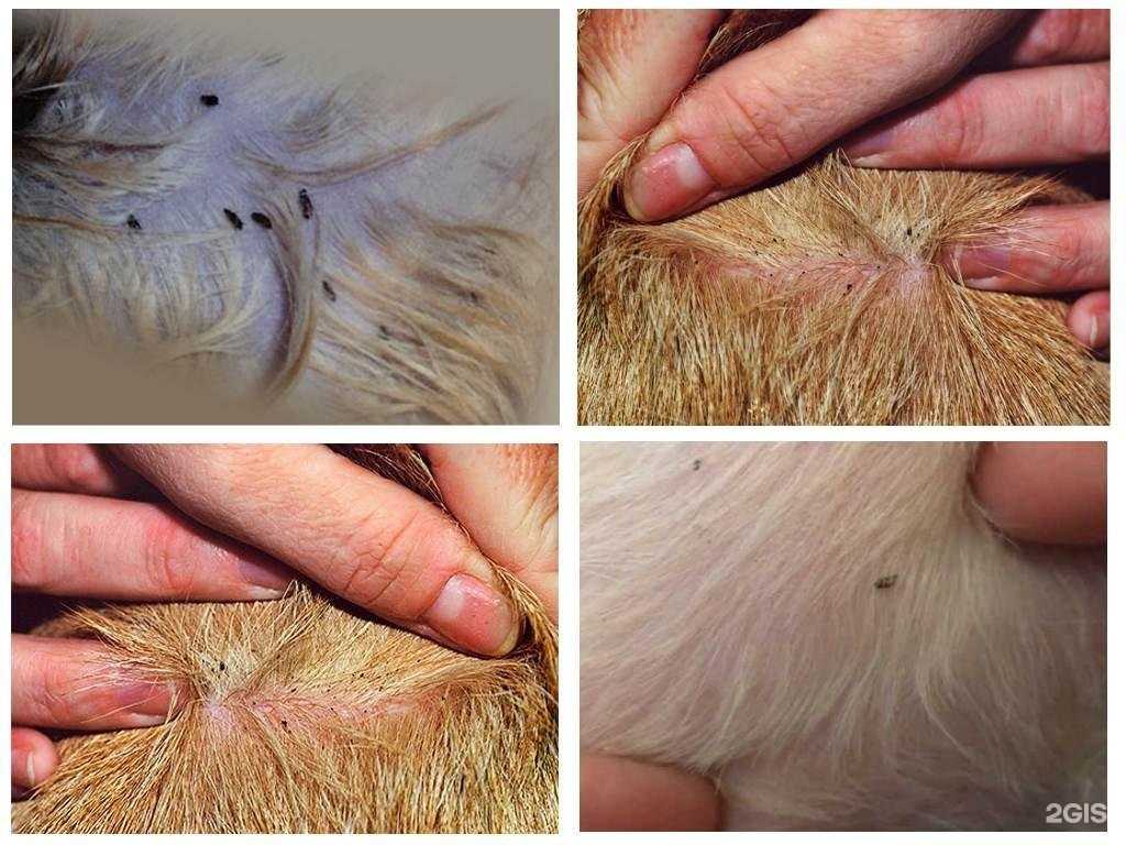 Отзывы на компанию Айболит в г. Уфа c фото