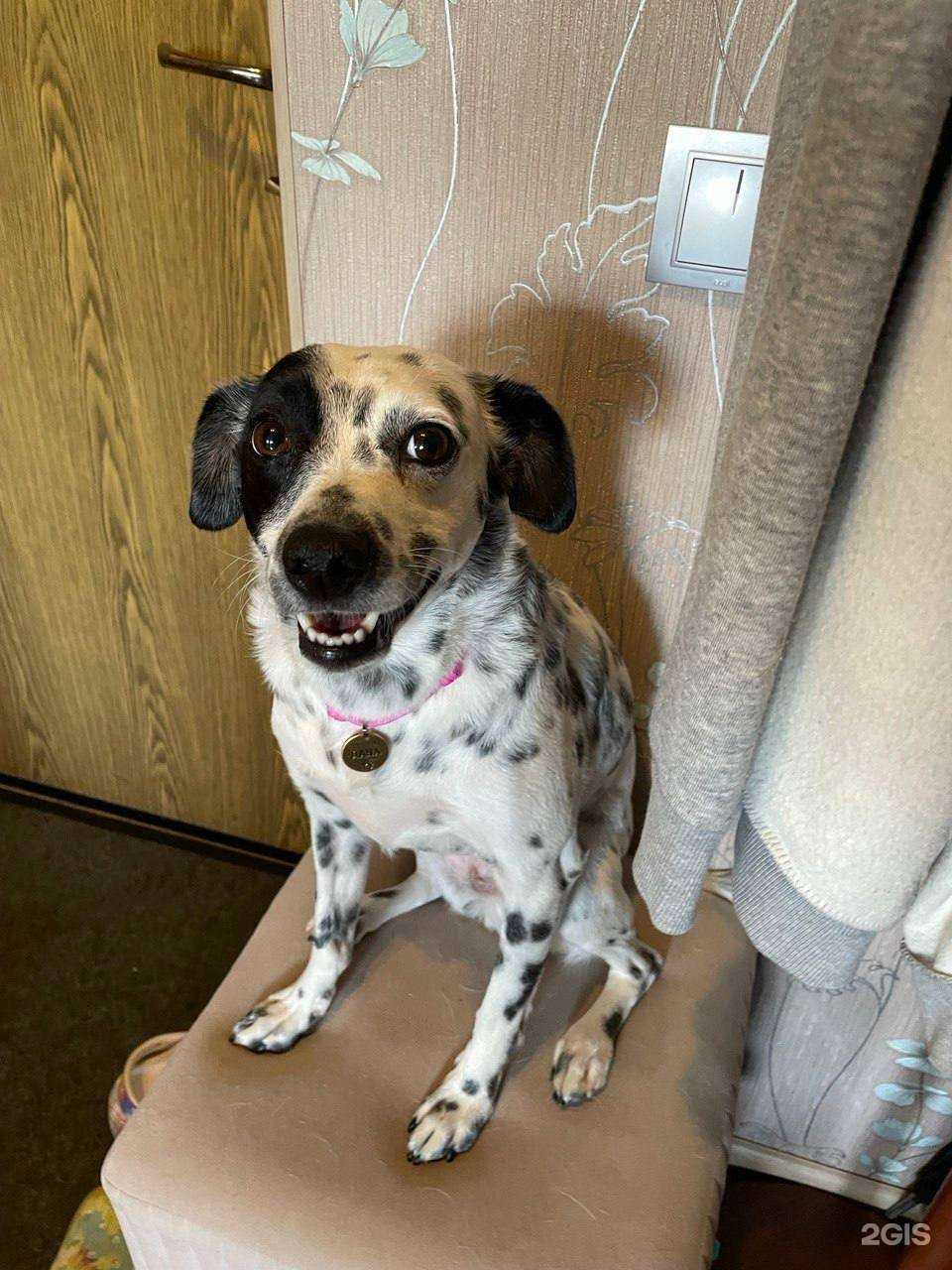 Отзывы на компанию Рыжий пес в г. Уфа c фото