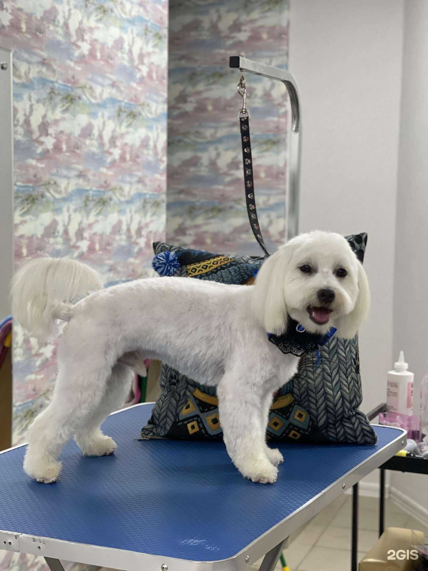 Отзывы на компанию Кошечки & собачки в Нижнем Новгороде c фото