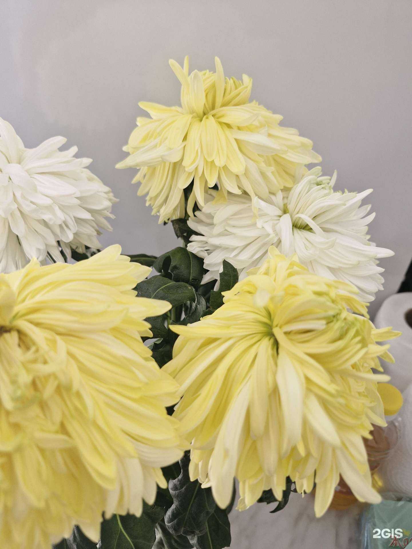 Отзывы на компанию Ирис в г. Улан-Удэ c фото