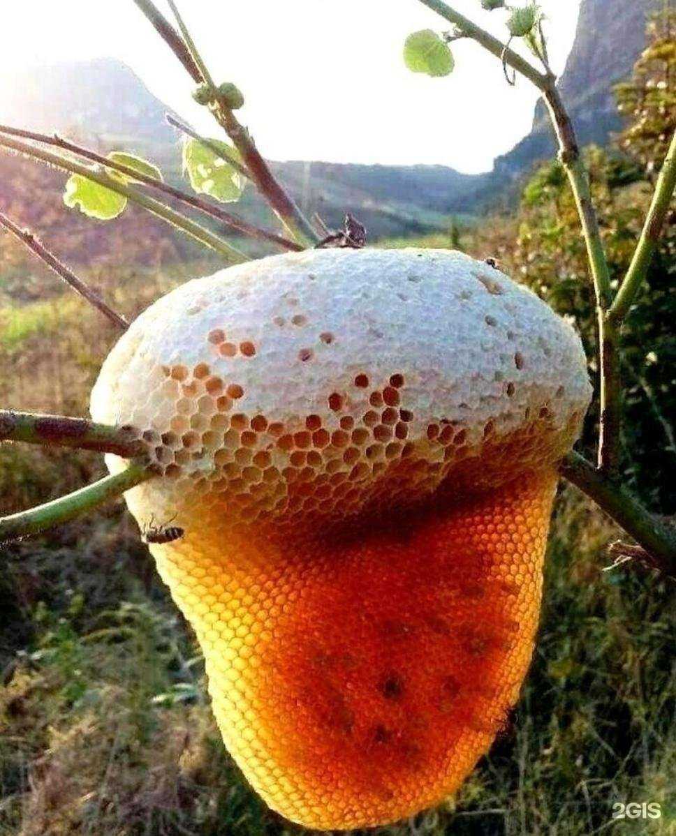 Отзывы на компанию Медовый мир в Екатеринбурге c фото