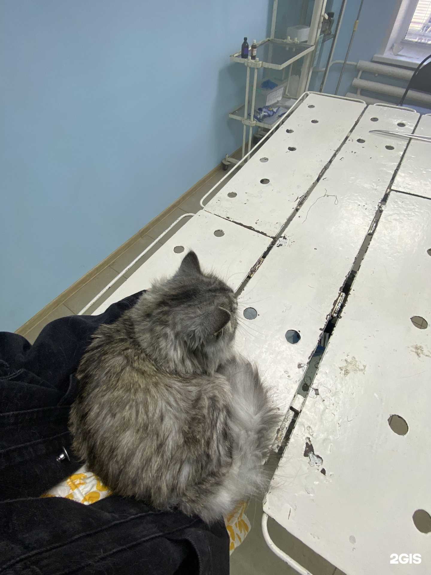 Отзывы на компанию Центральная ветеринарная лечебница в Ульяновске c фото