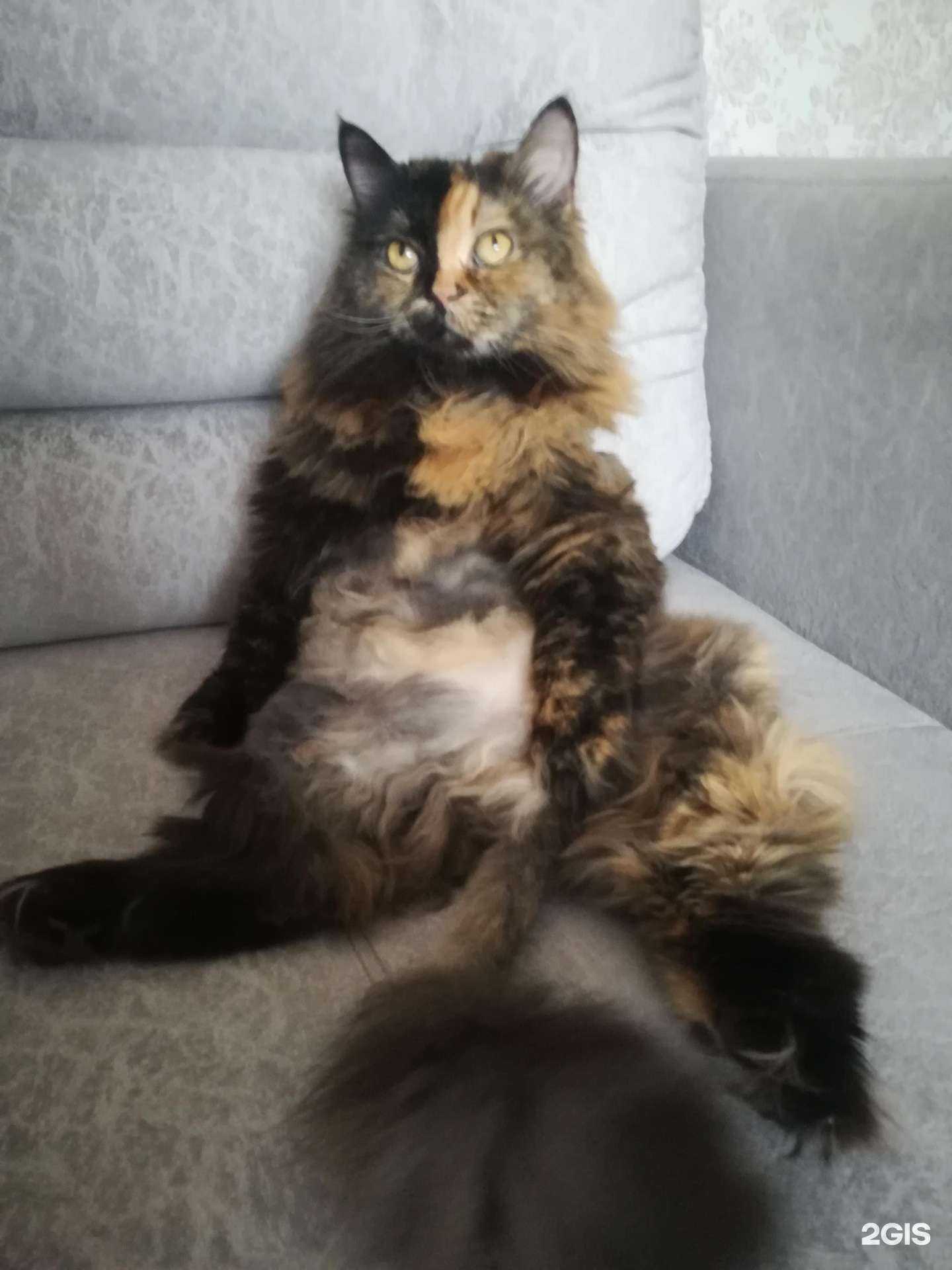 Отзывы на компанию Никовет в г. Омск c фото