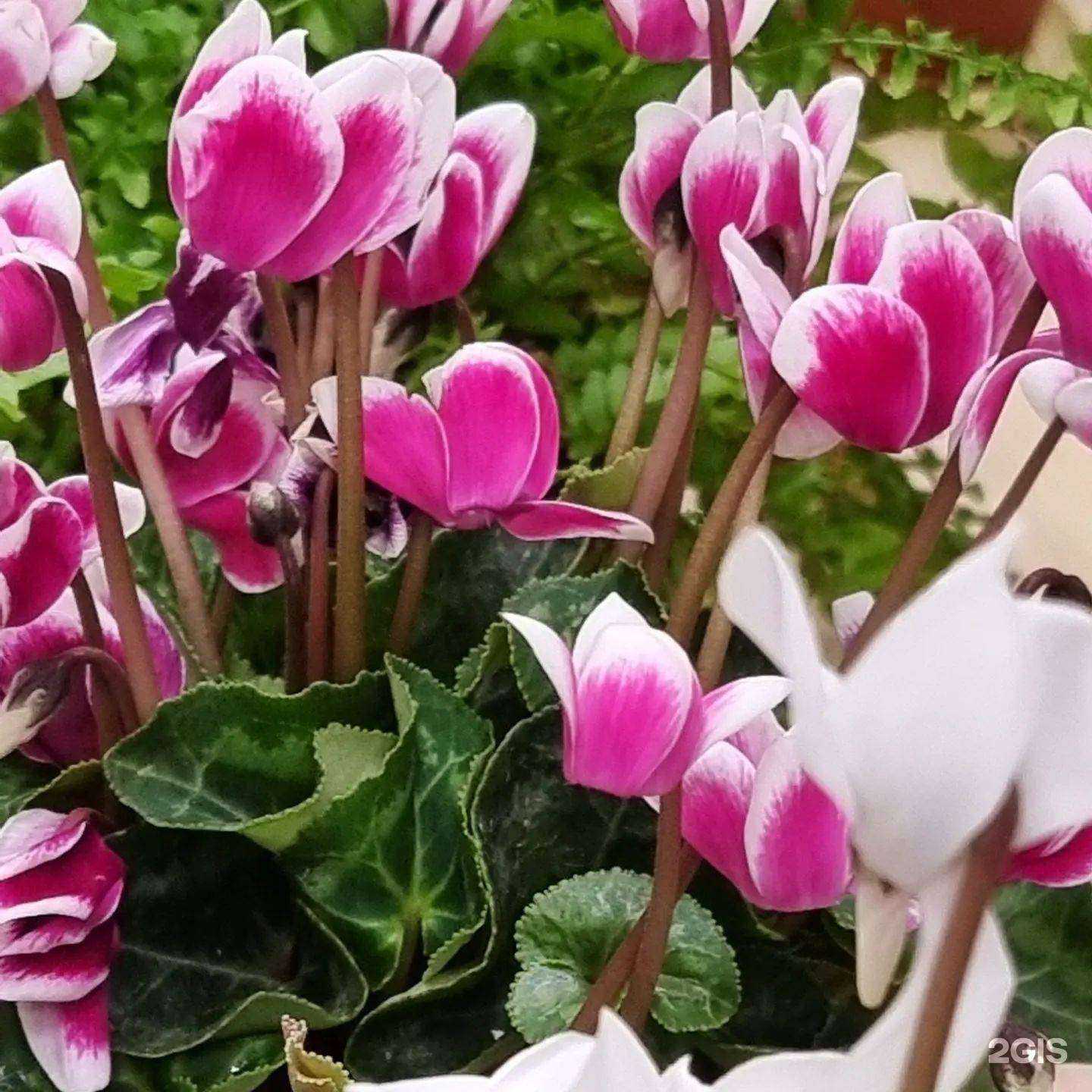 Отзывы на компанию Универсад в Находке c фото