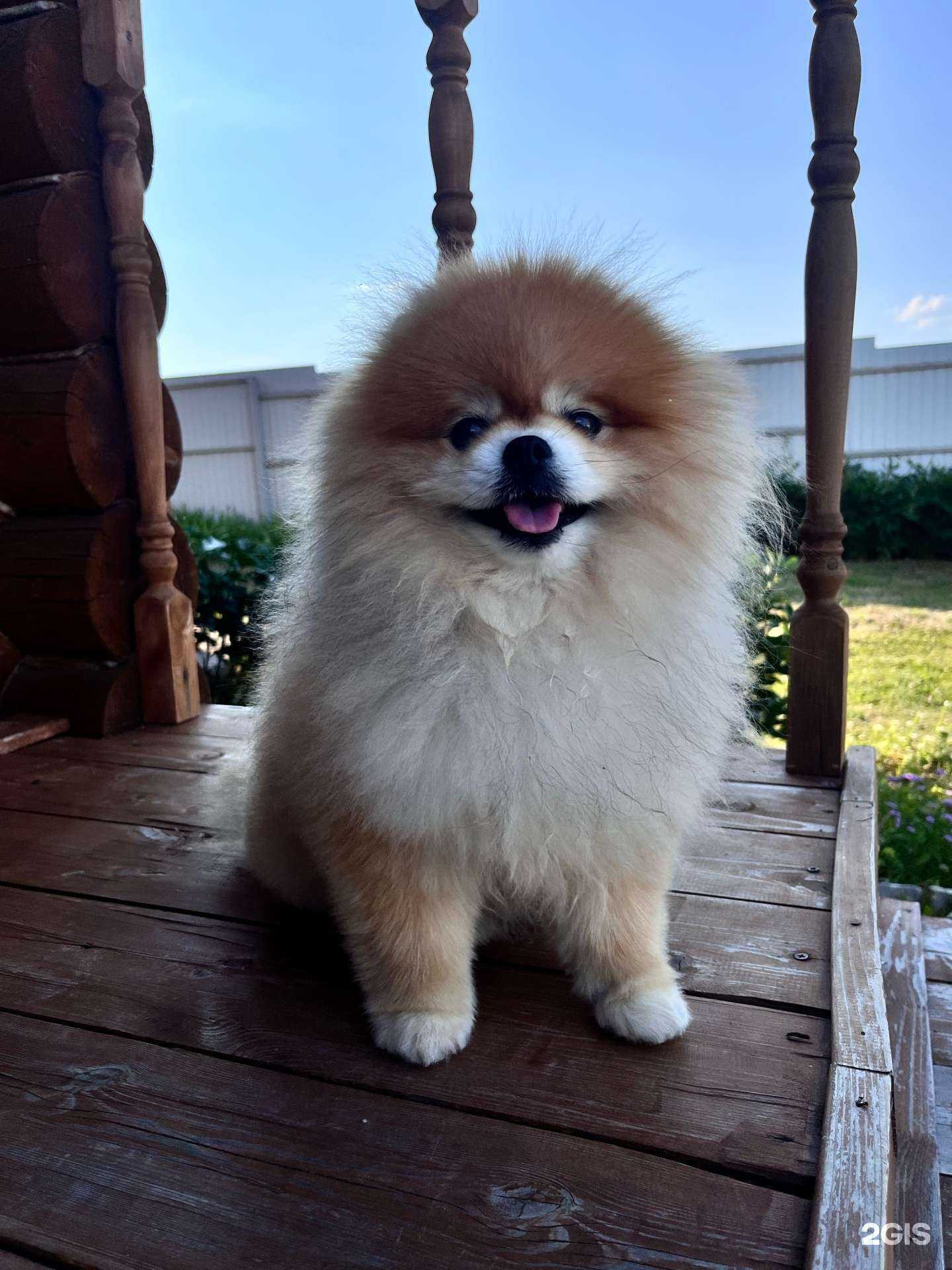 Отзывы на компанию VetСовет в г. Казань c фото