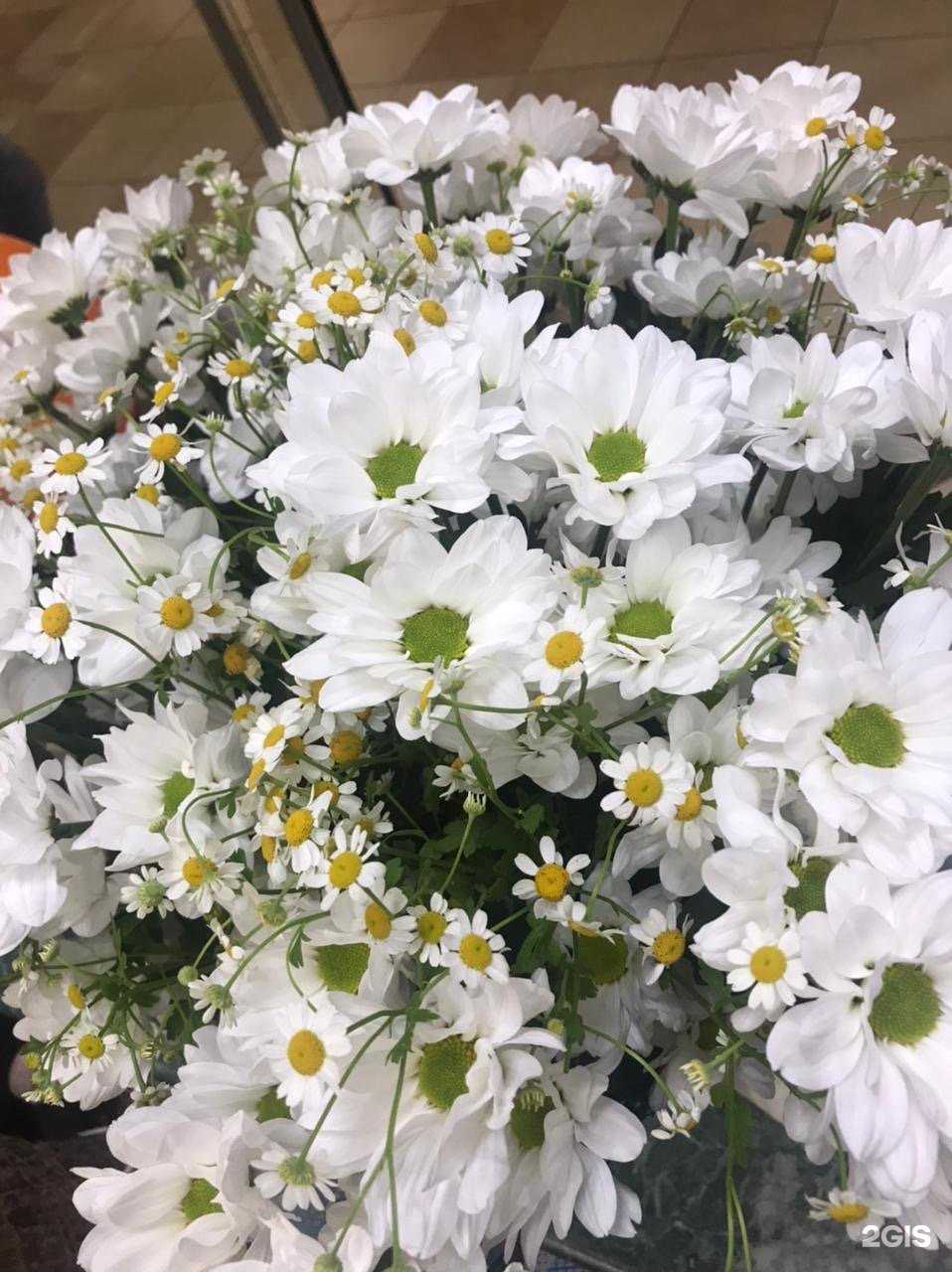Отзывы на компанию Цветы Сафари в Архангельске c фото