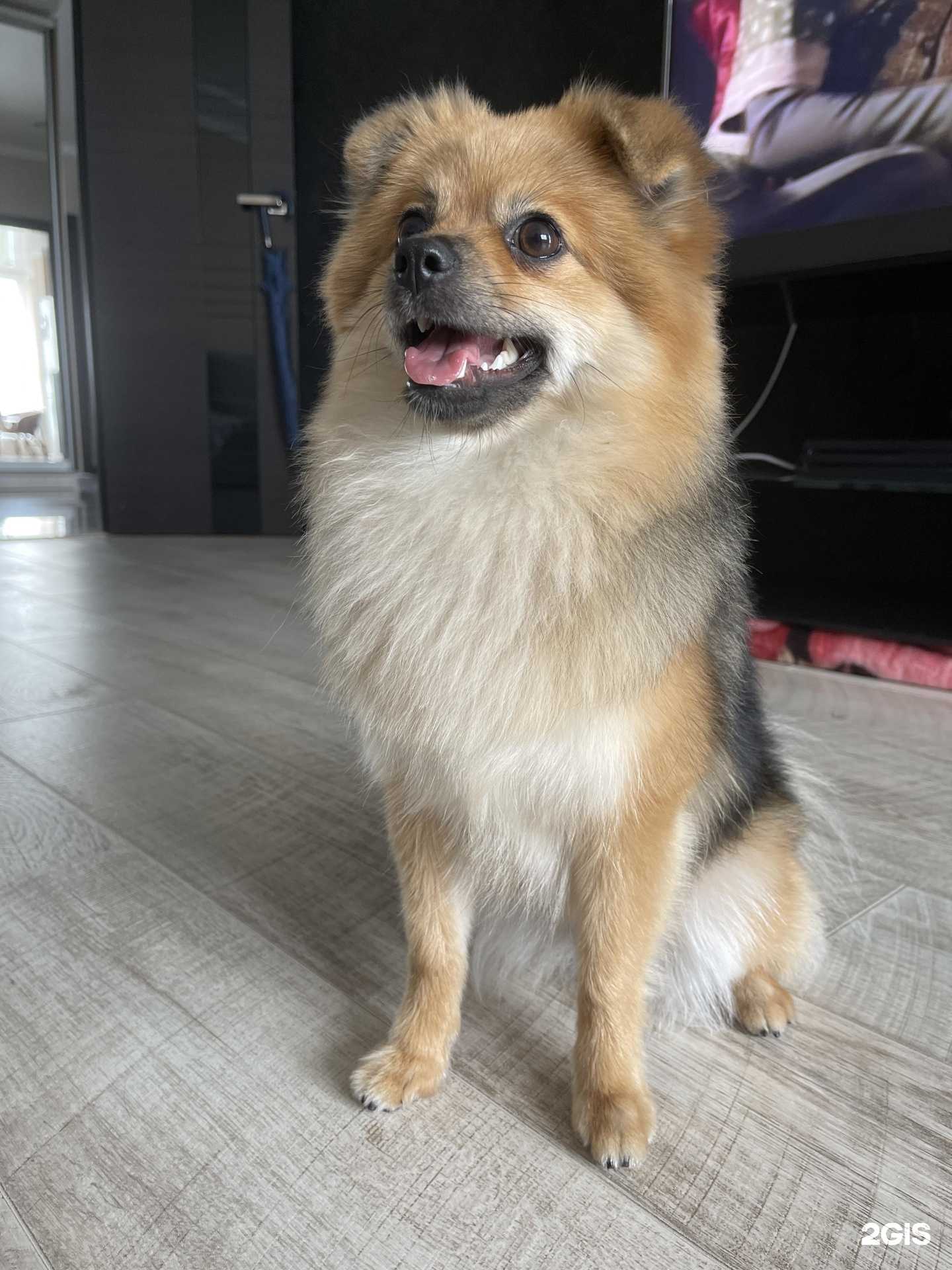 Отзывы на компанию Pro-хвост в г. Брянск c фото