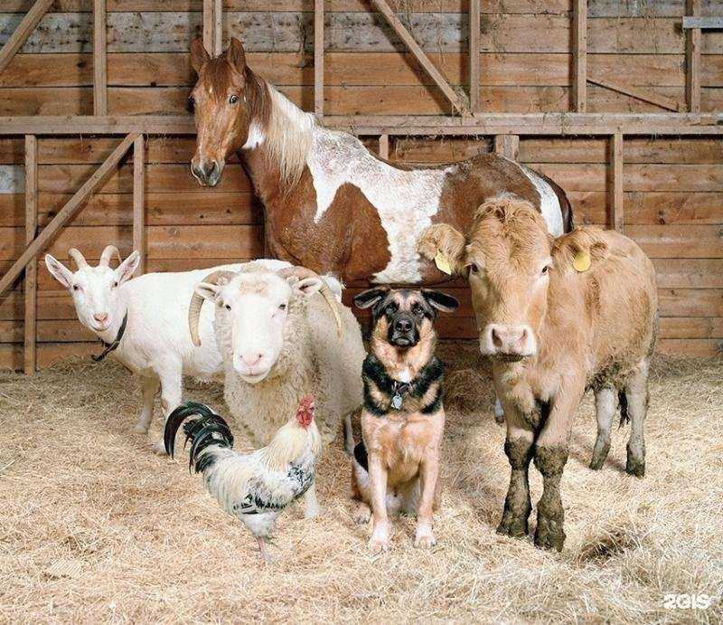 Отзывы на компанию Центр ветеринарии Орловского района с эпизоотическим отрядом в г. Орёл c фото