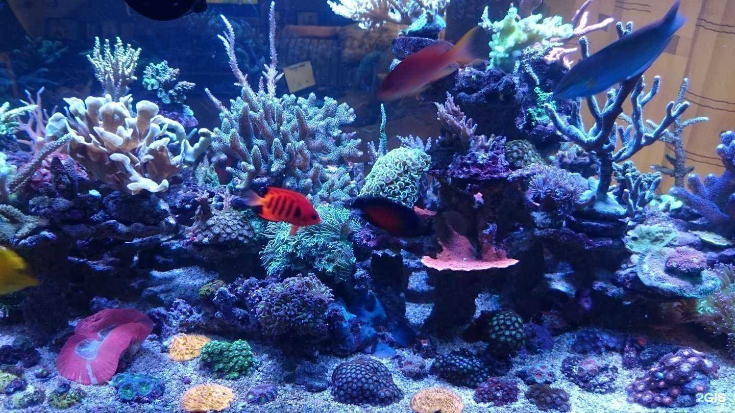 Отзывы на компанию Салон по продаже морских аквариумов в Казани c фото