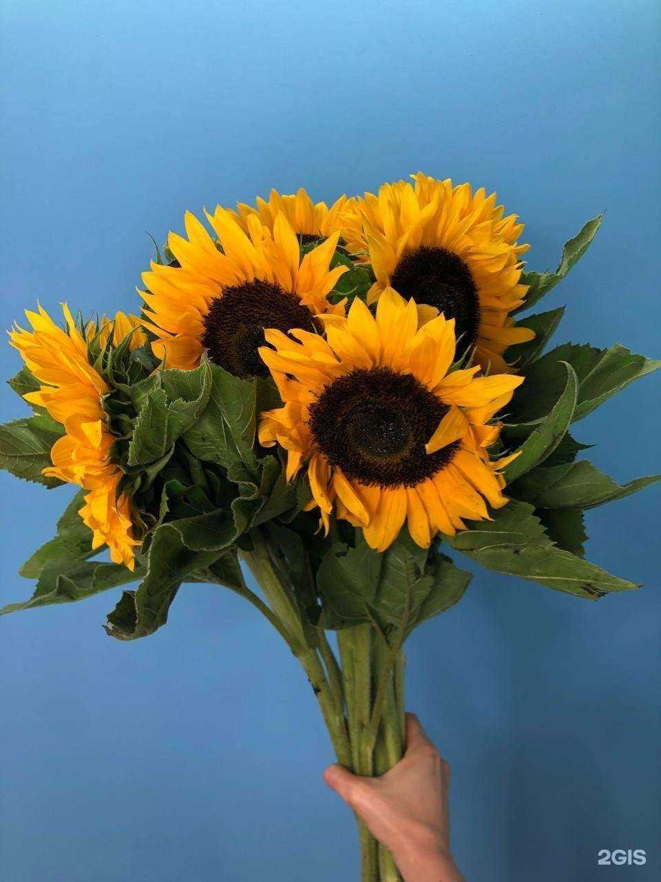 Отзывы на компанию Планета цветов в г. Набережные Челны c фото