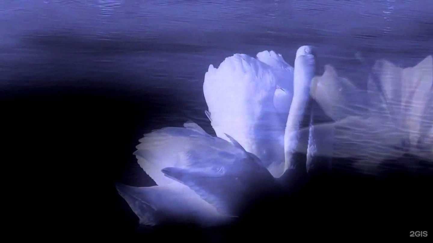 Отзывы на компанию Багира в г. Иваново c фото