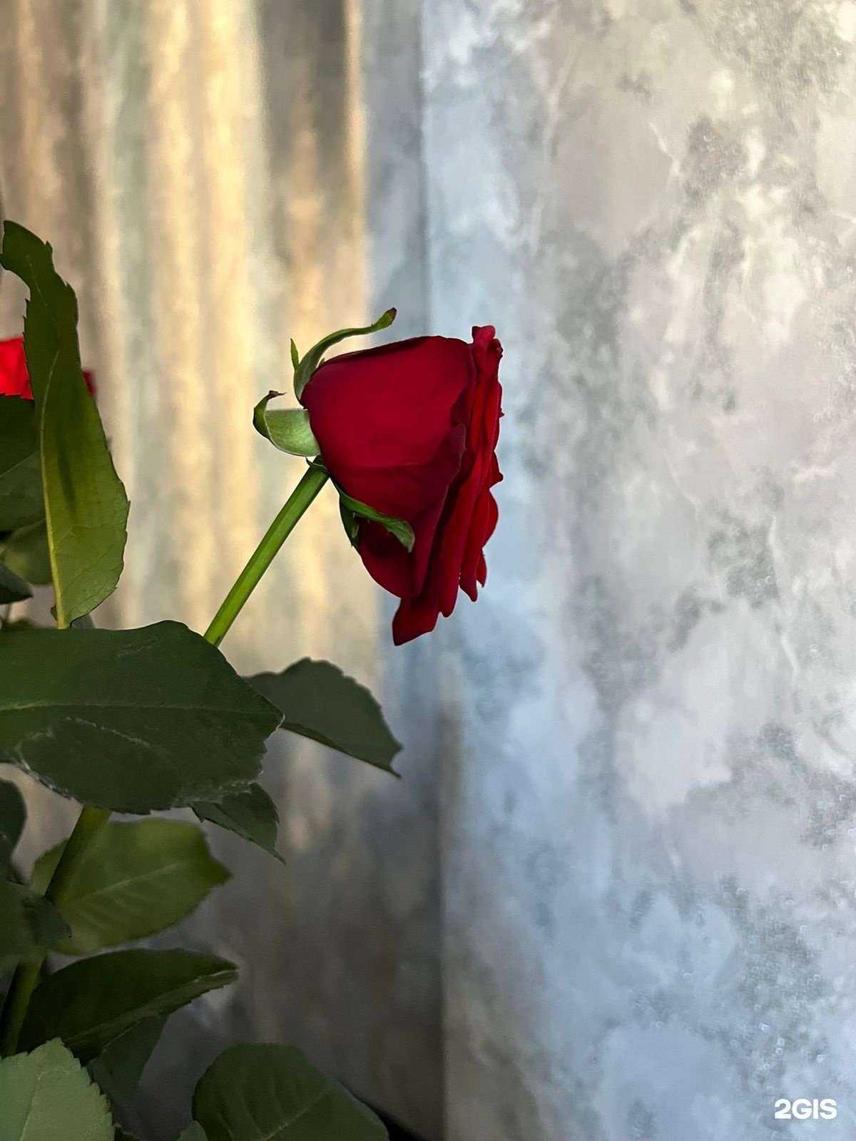 Отзывы на компанию Тропики в Ставрополе c фото