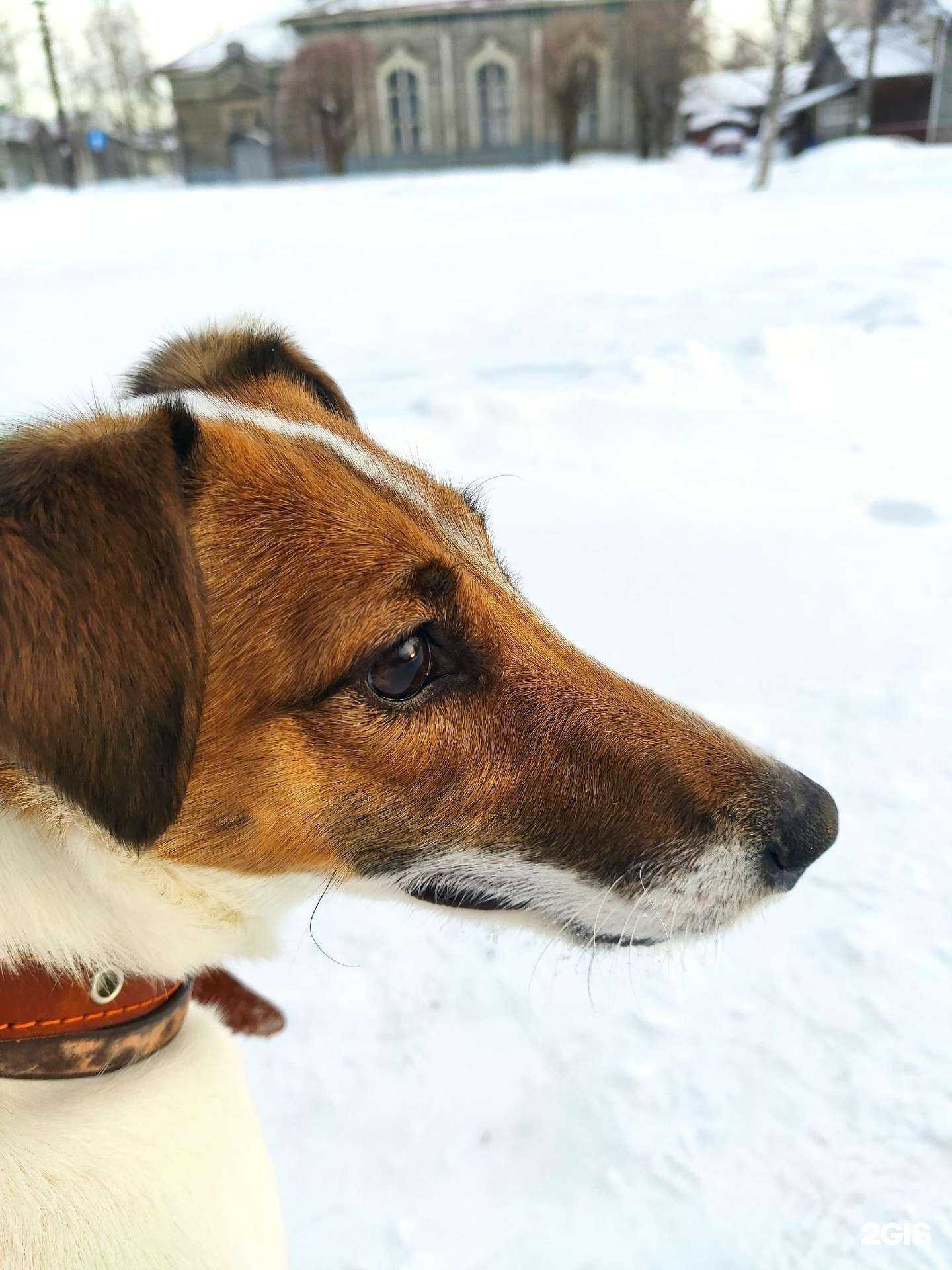 Отзывы на компанию ЛапУсики в Сортавале c фото