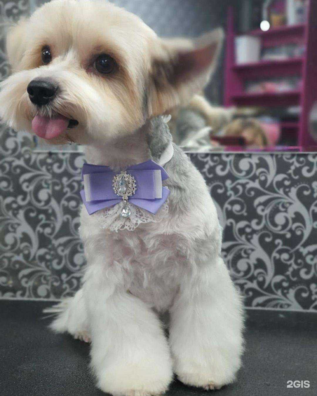 Отзывы на компанию Pets groom в г. Одинцово c фото