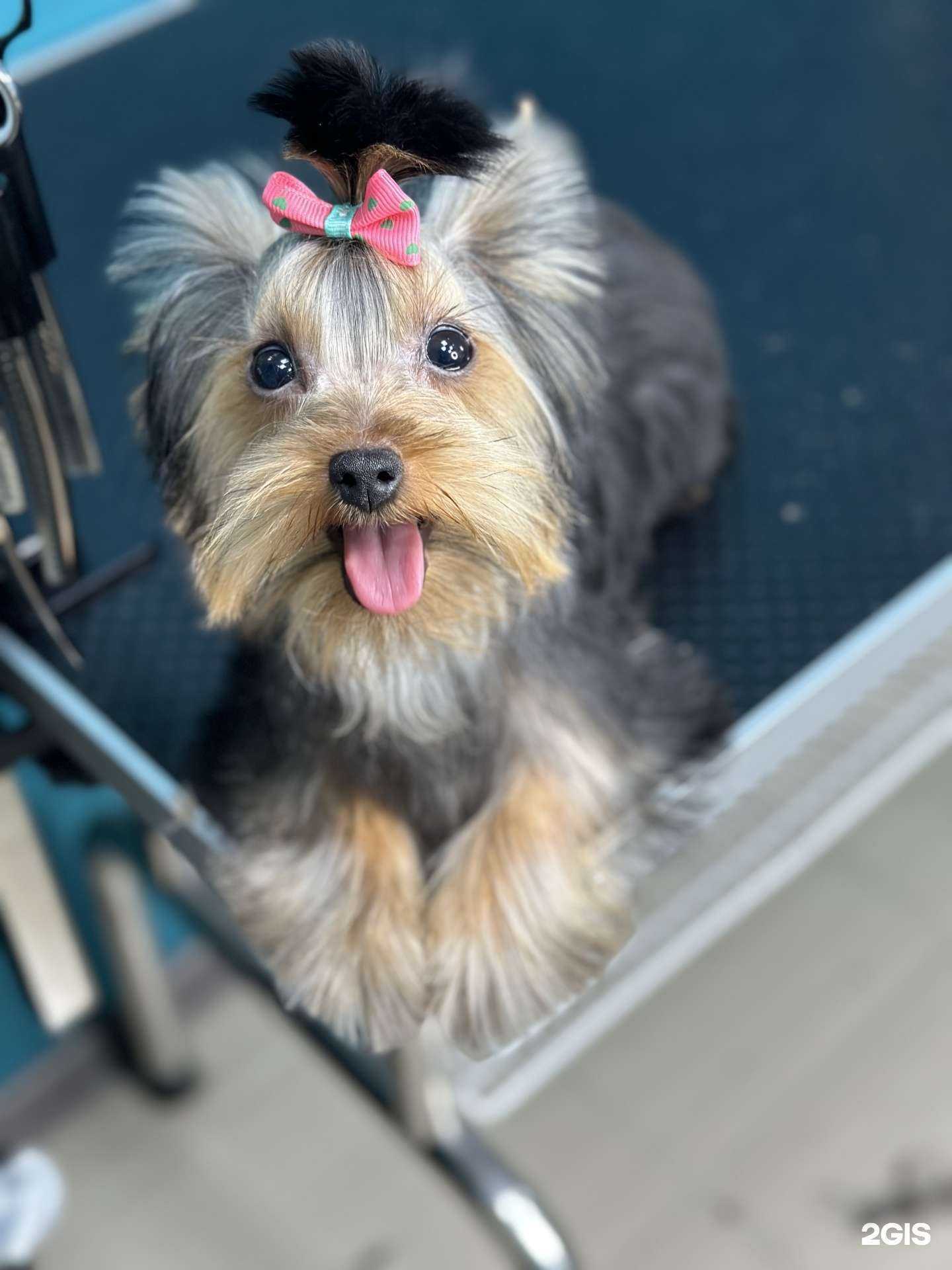 Отзывы на компанию Club_dog.38 в Иркутске c фото