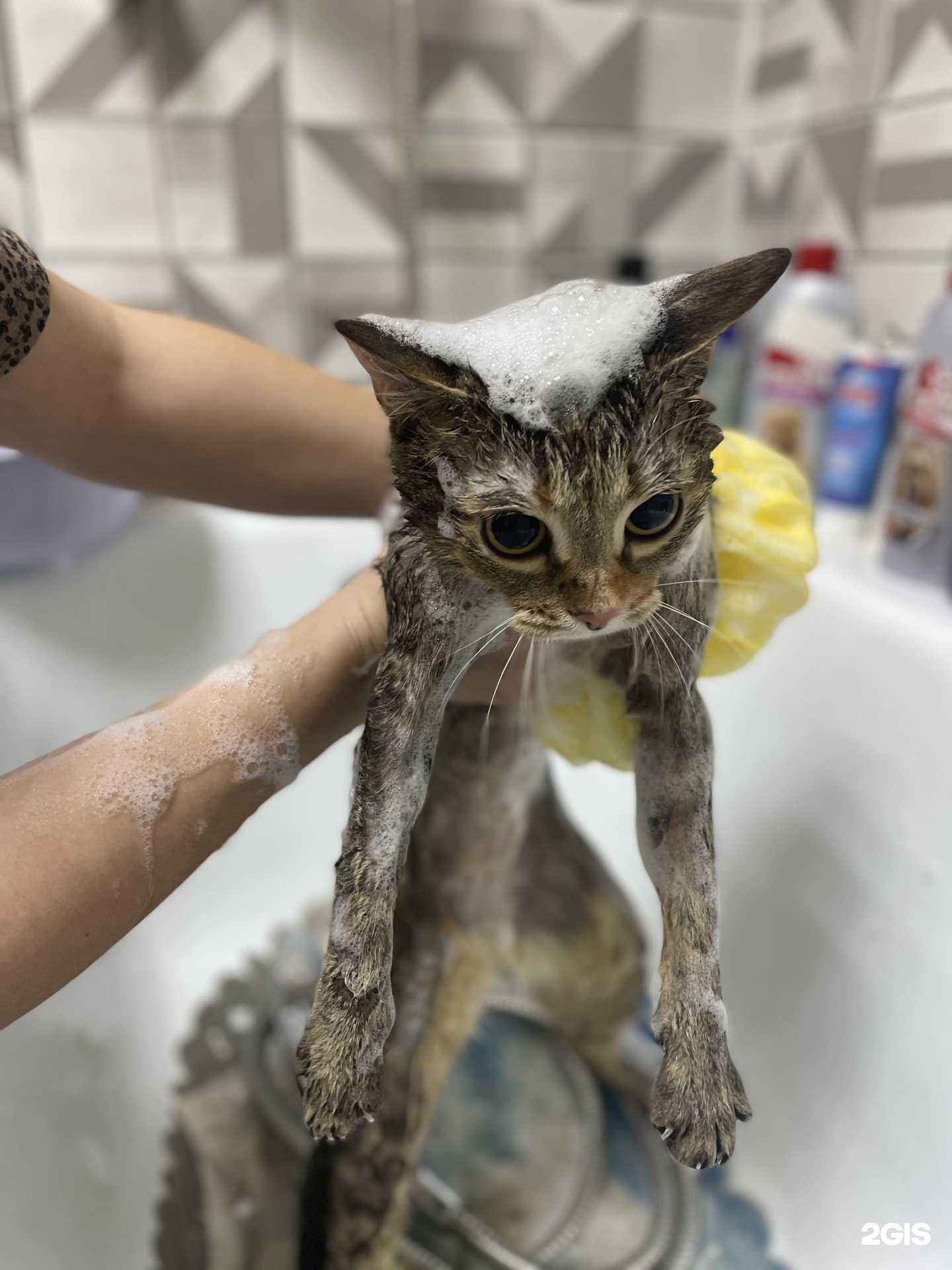 Отзывы на компанию Cat&Dog в Барнауле c фото