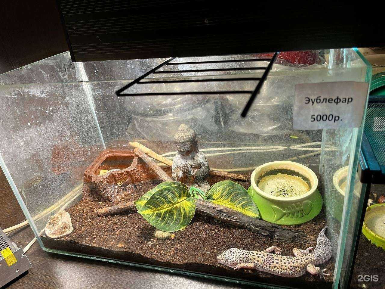 Отзывы на компанию Лимпопо в г. Воронеж c фото