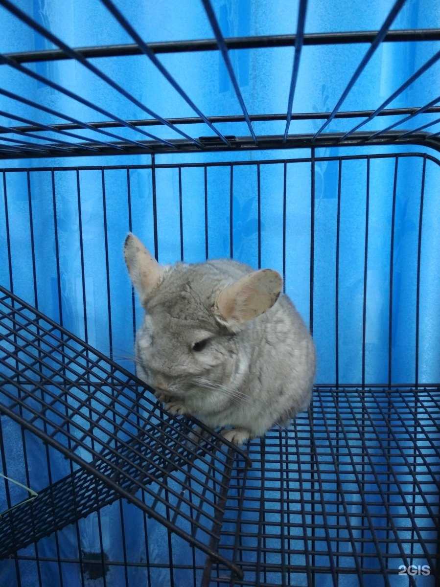 Отзывы на компанию Детский эколого-биологический центр №4 в Набережных Челнах c фото