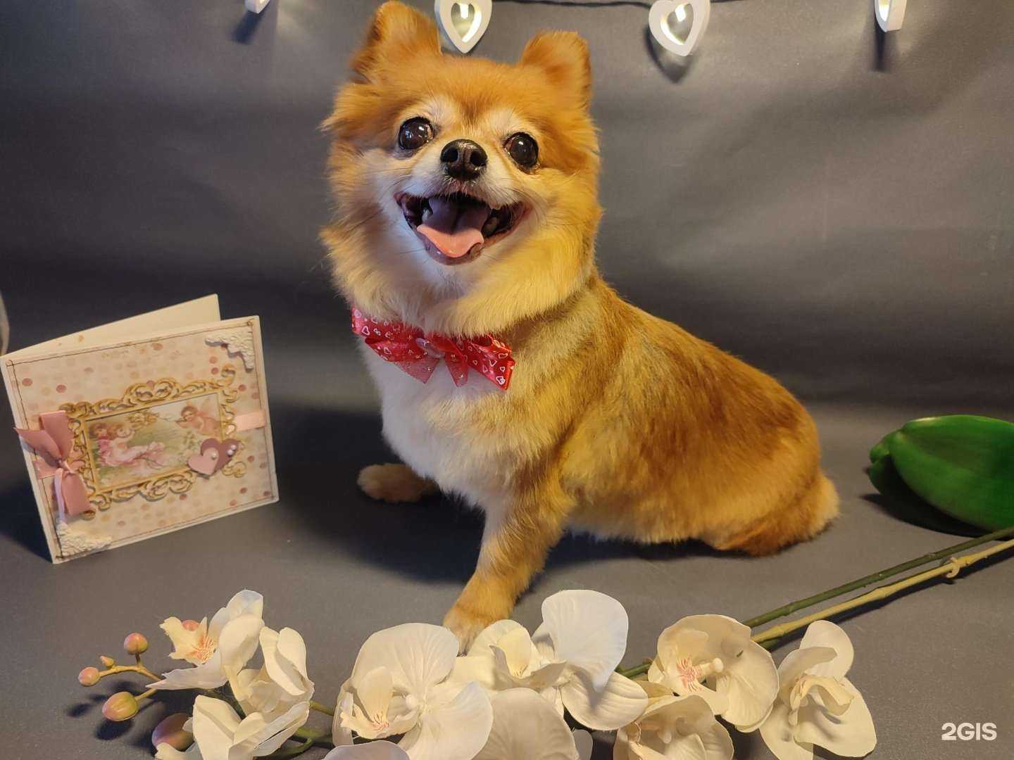 Отзывы на компанию Модные хвостики в г. Химки c фото