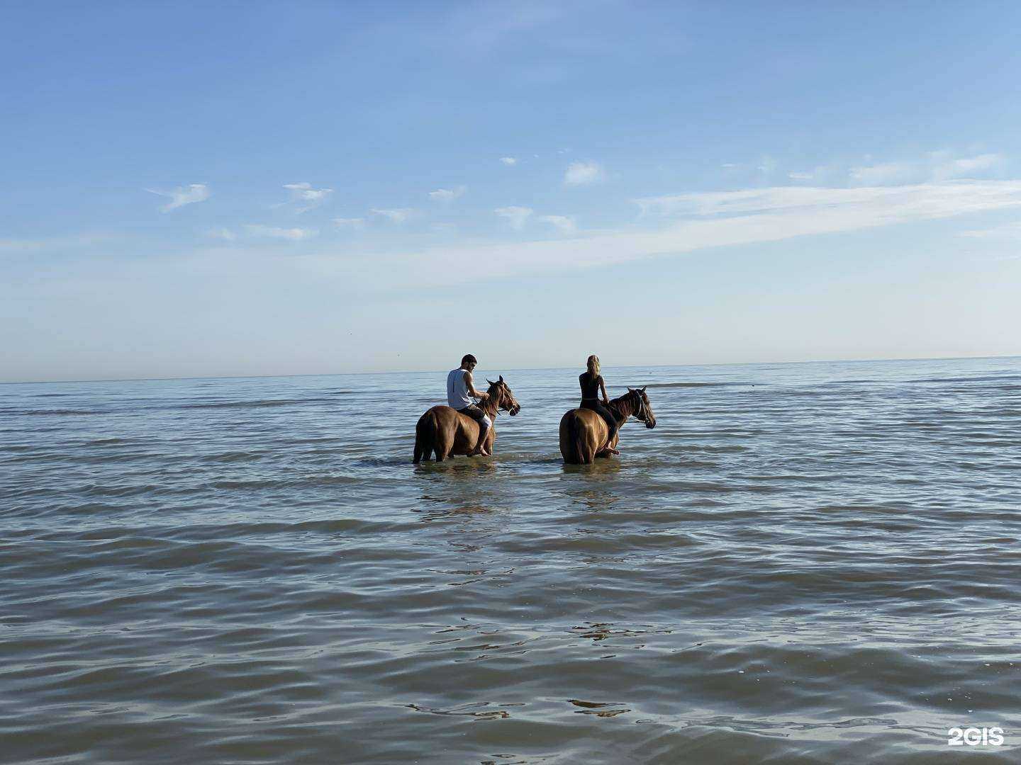 Отзывы на компанию Darkhorse в Каспийске c фото