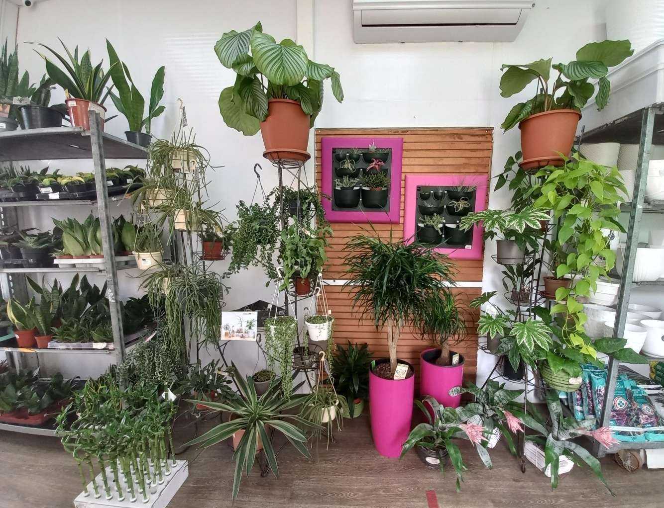 Отзывы на компанию Магазин комнатных растений в Краснодаре c фото