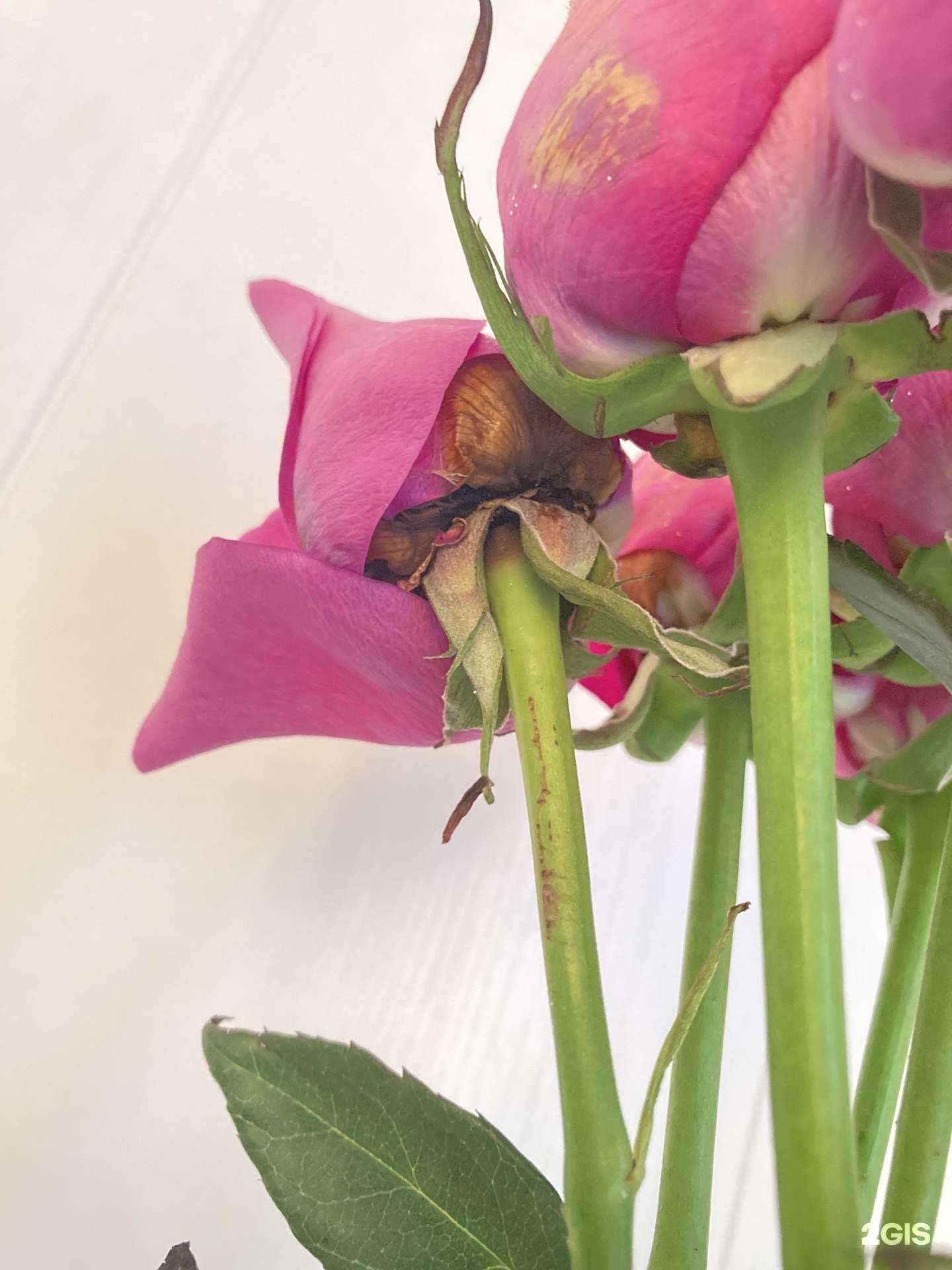 Отзывы на компанию Сады Евы в г. Пермь c фото