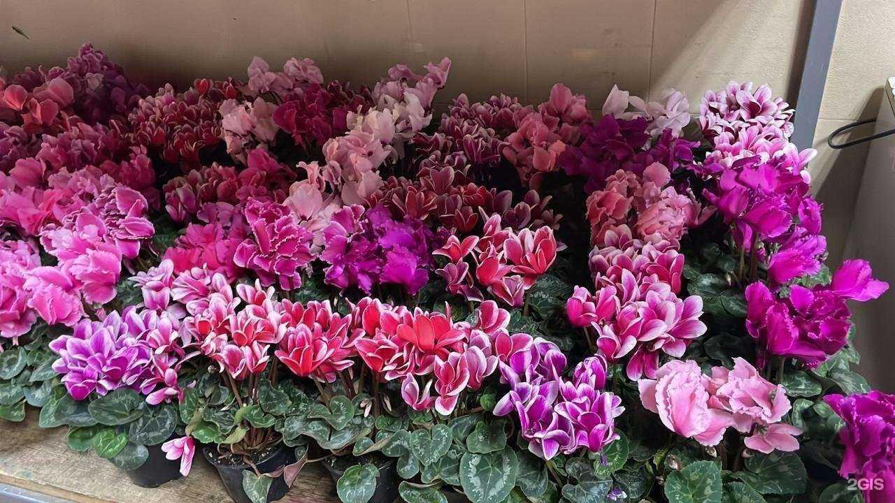 Отзывы на компанию Фрезия в Челябинске c фото