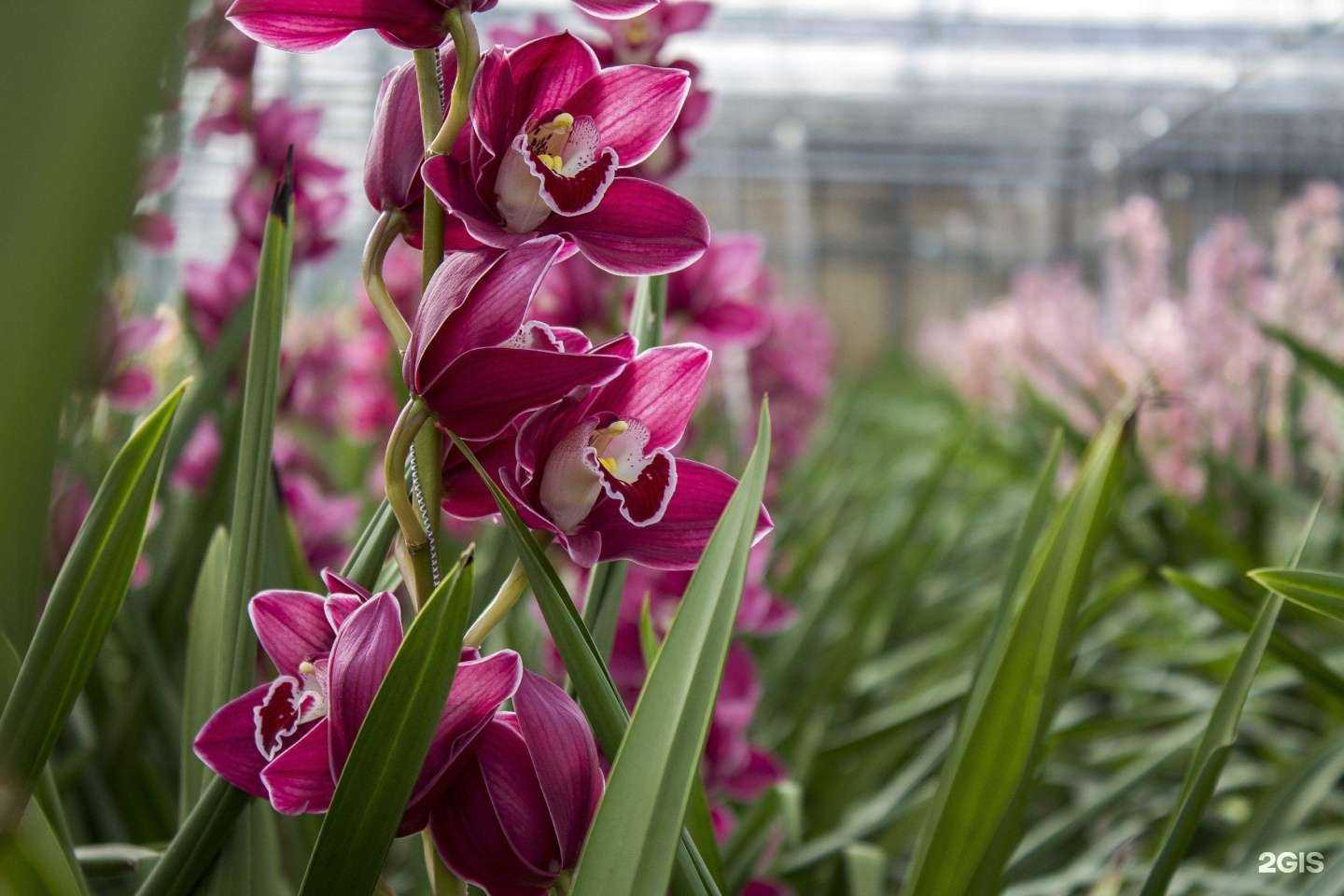 Отзывы на компанию Орхидеи со всего мира в г. Долгопрудный c фото