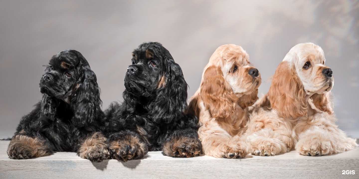 Отзывы на компанию Пижон в г. Новосибирск c фото