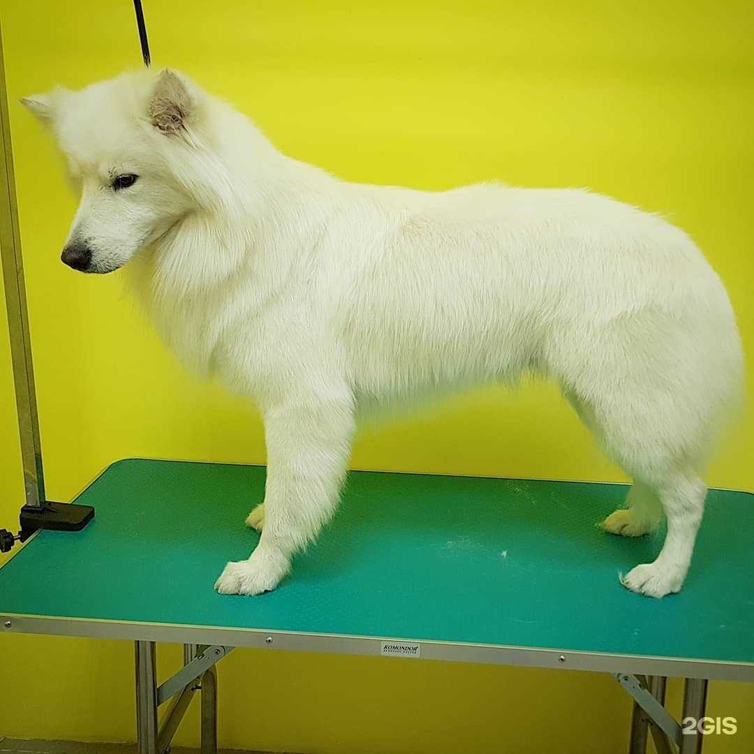 Отзывы на компанию Академия домашних животных в Самаре c фото