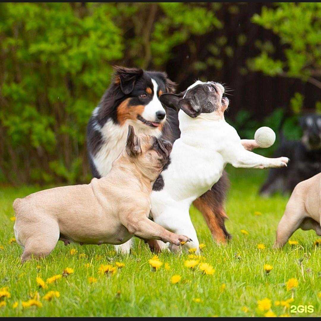Отзывы на компанию Звенящий город в Звенигороде c фото