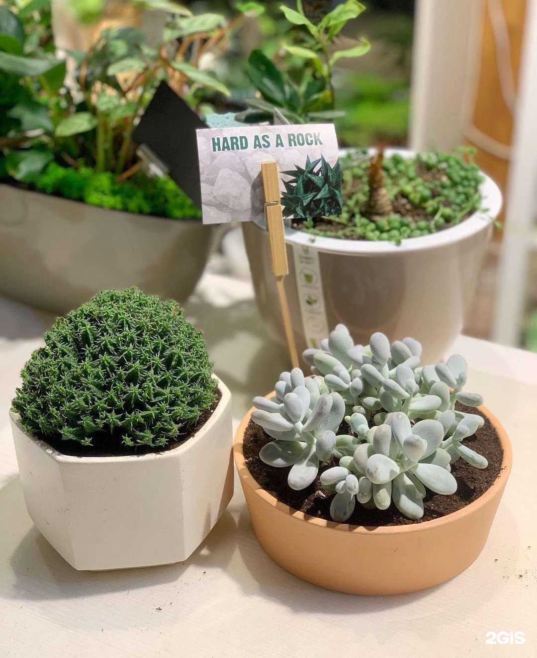 Отзывы на компанию AlaCvetok в г. Жуковский c фото