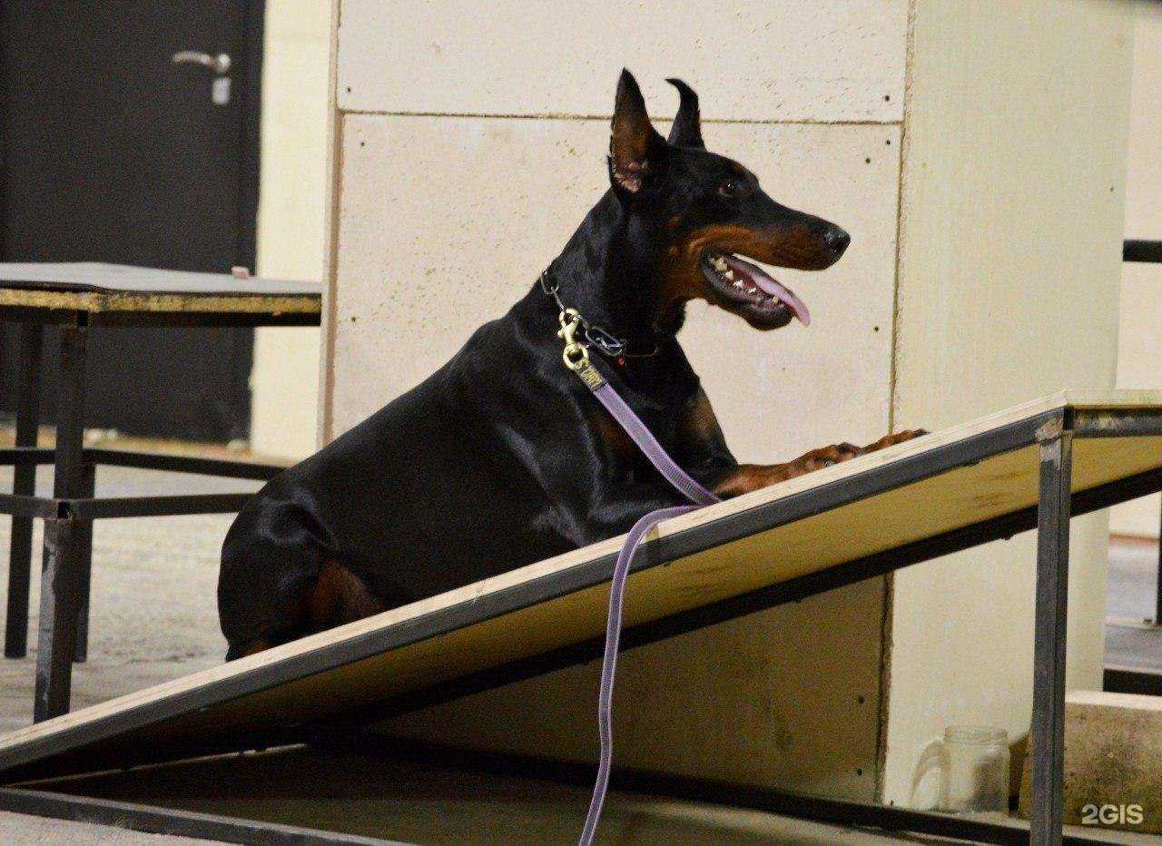 Отзывы на компанию Pet planet в Петрозаводске c фото