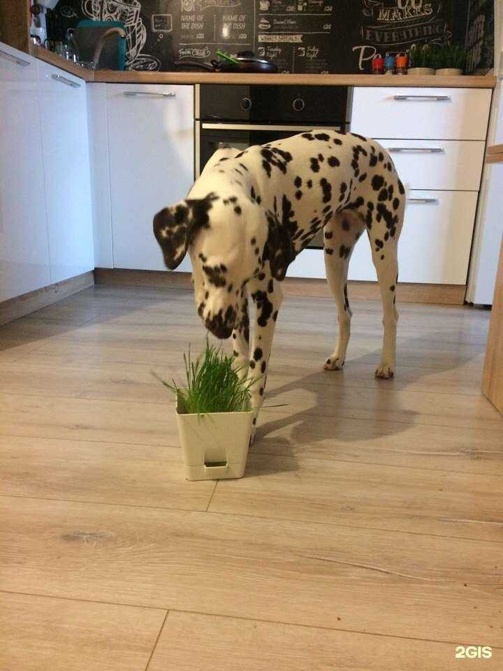 Отзывы на компанию Четыре Лапы в Бердске c фото