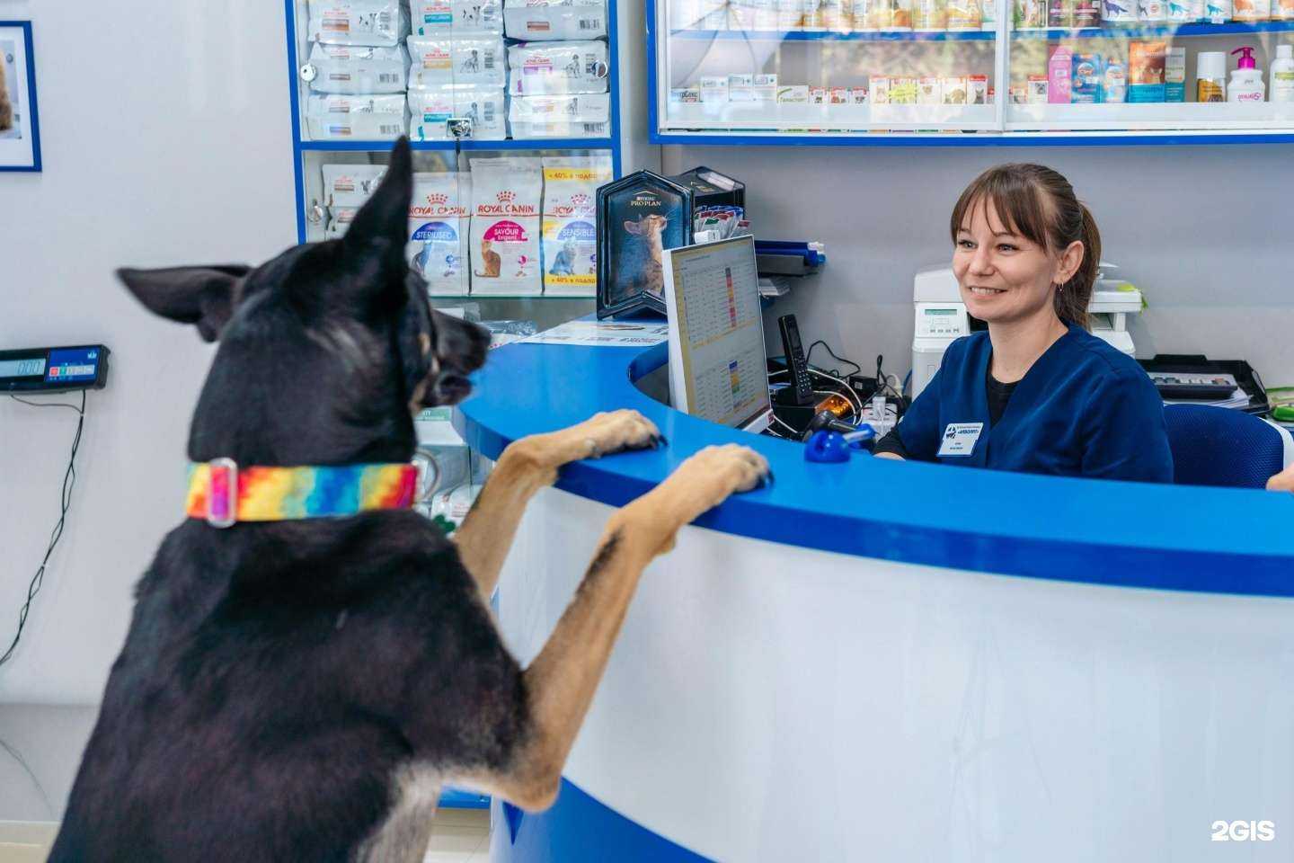 Отзывы на компанию Айболит в г. Сочи c фото