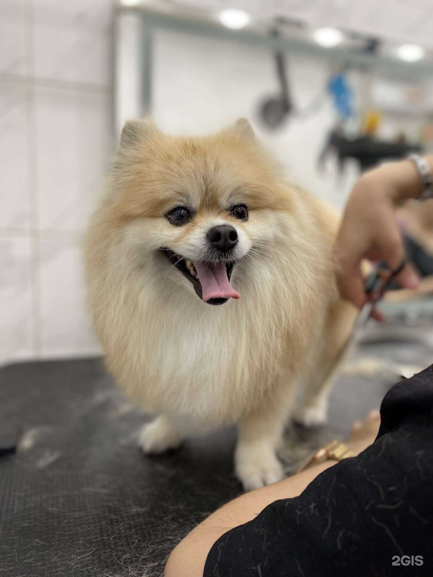 Отзывы на компанию Айболит в г. Абакан c фото