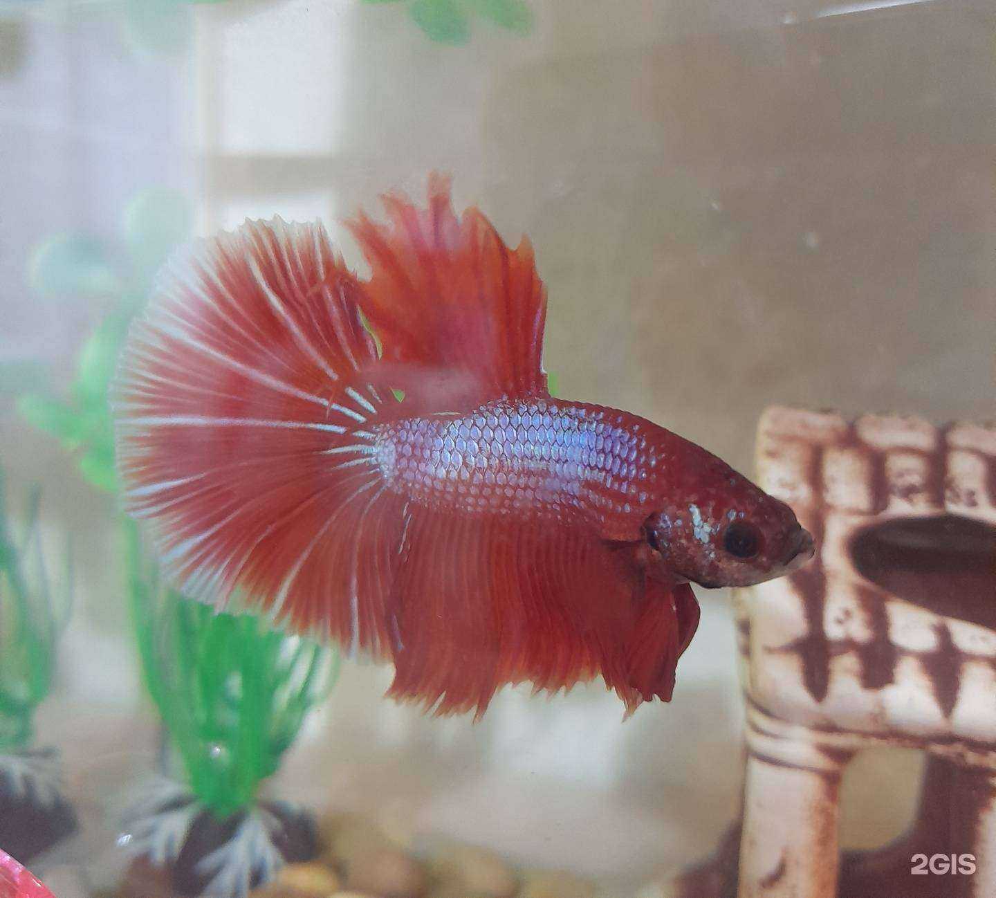 Отзывы на компанию Аква-Хобби в Костроме c фото