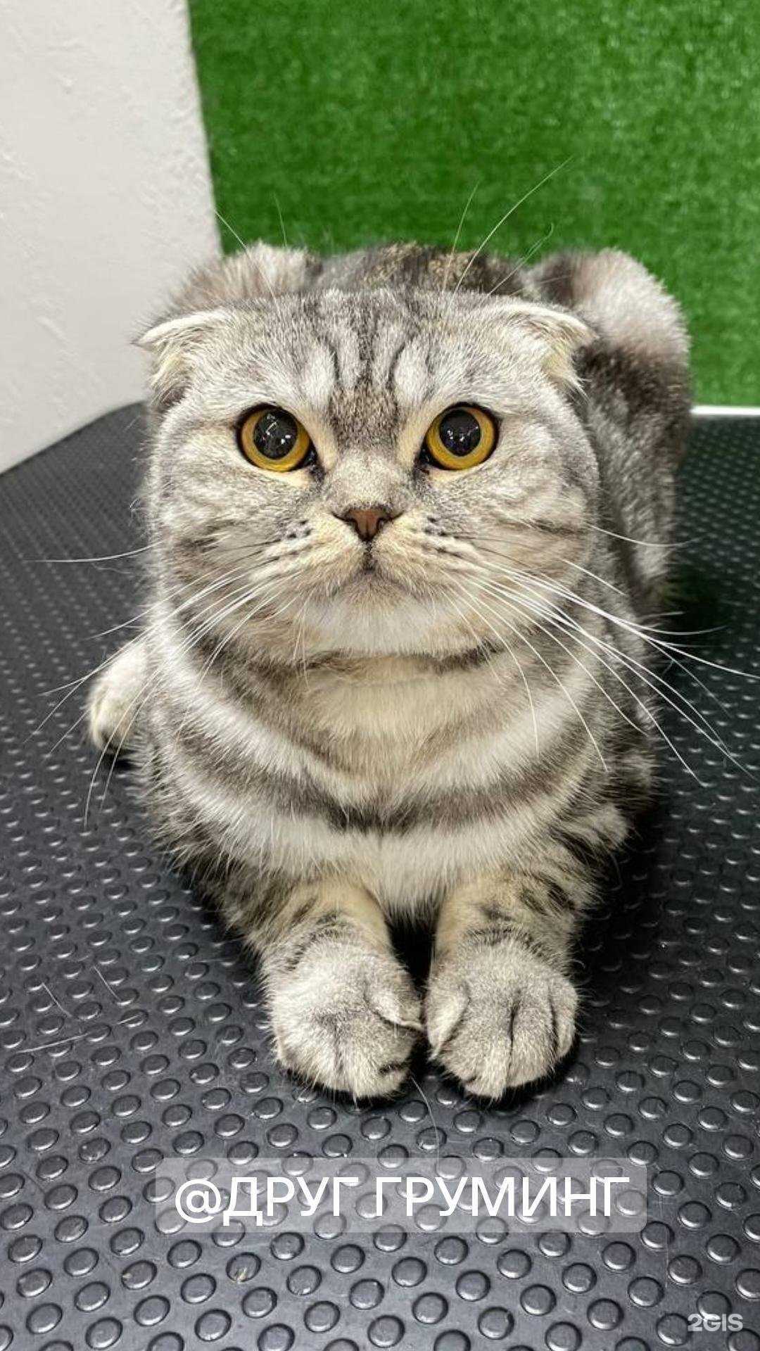 Отзывы на компанию Друг в г. Тюмень c фото