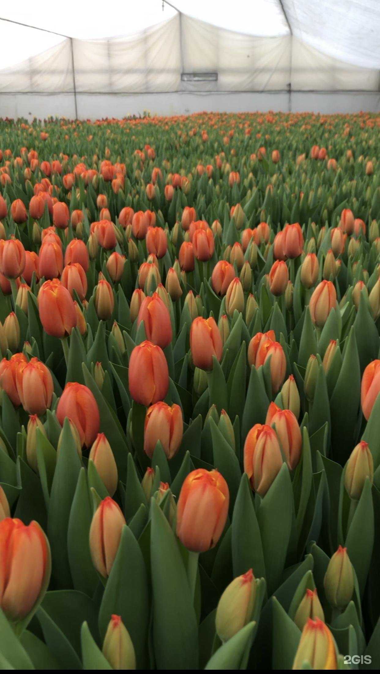 Отзывы на компанию Тюльпаны из Беларуси в г. Смоленск c фото
