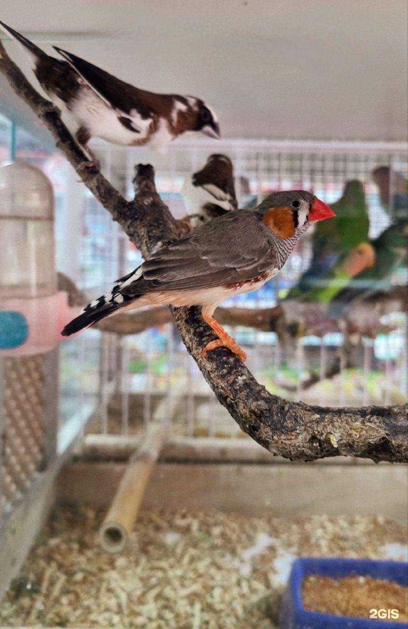 Отзывы на компанию Мистер Хвост в Абинске c фото