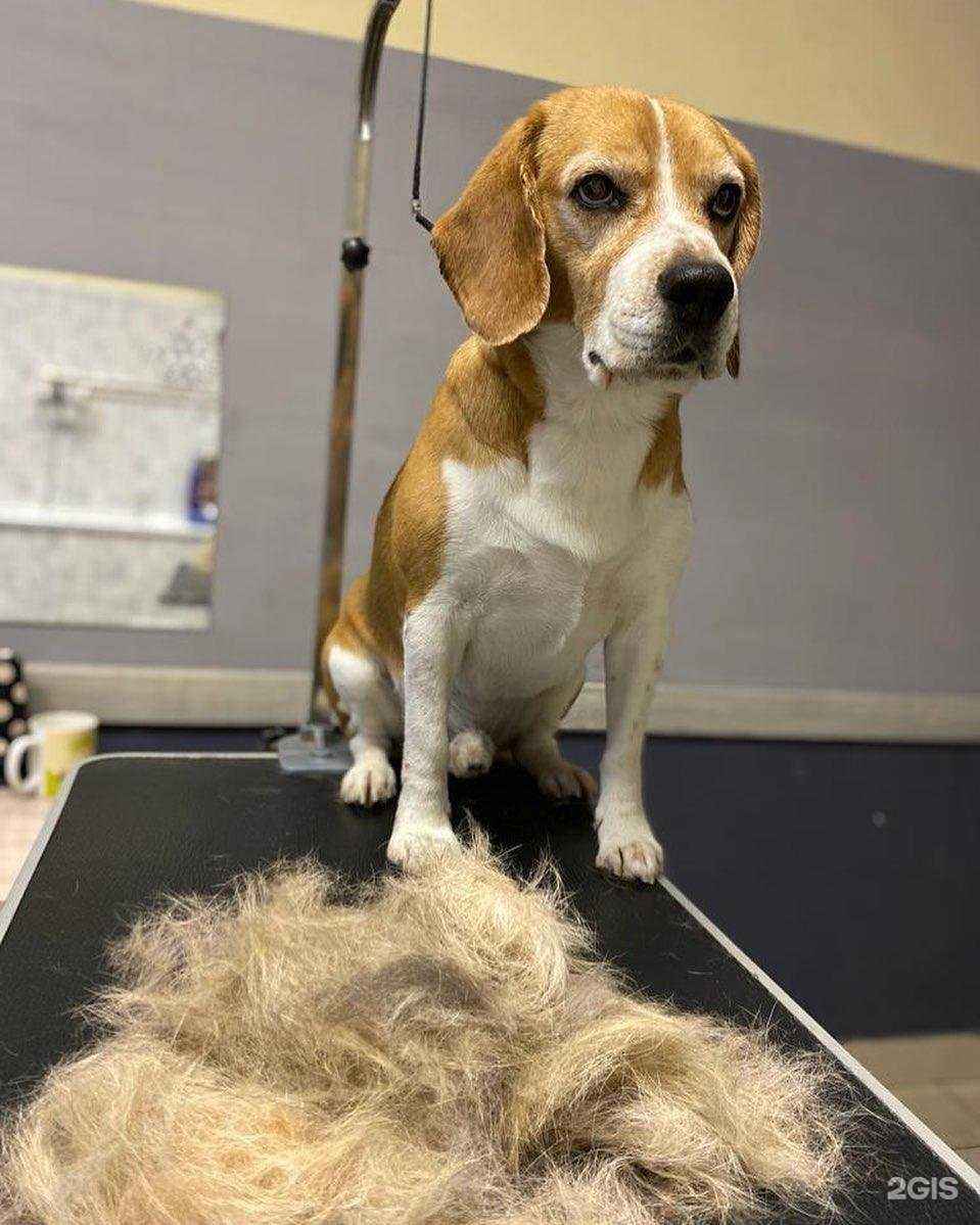 Отзывы на компанию Petstyle в Твери c фото