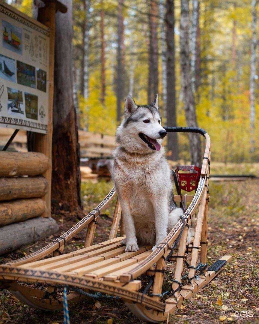Отзывы на компанию Быстрые лапы в Тюмени c фото