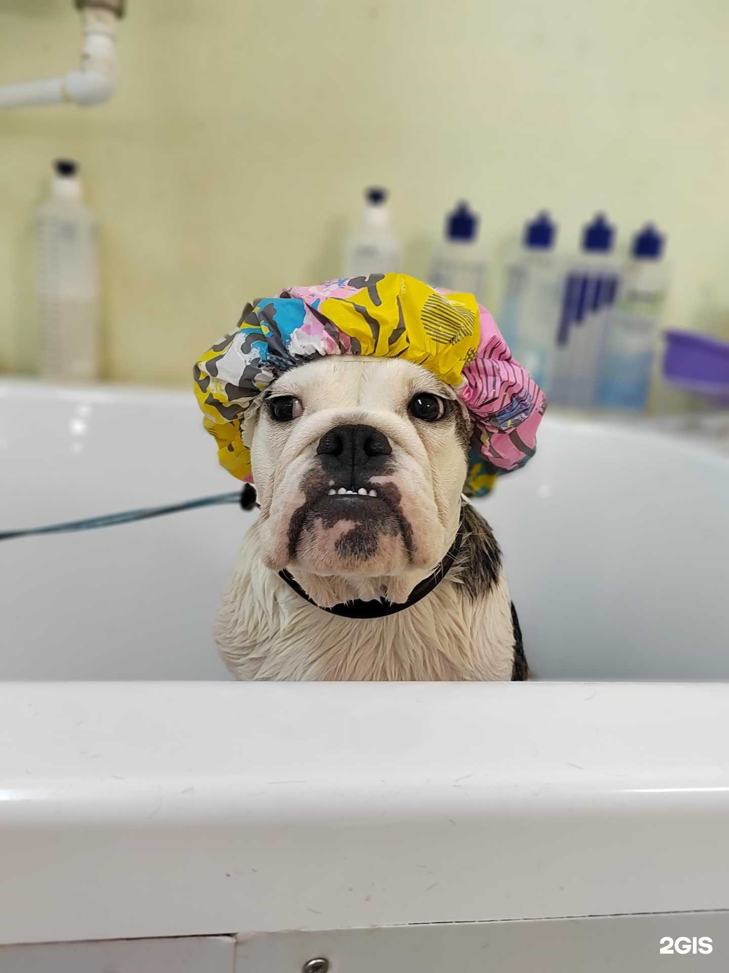 Отзывы на компанию Love is dogs в Перми c фото