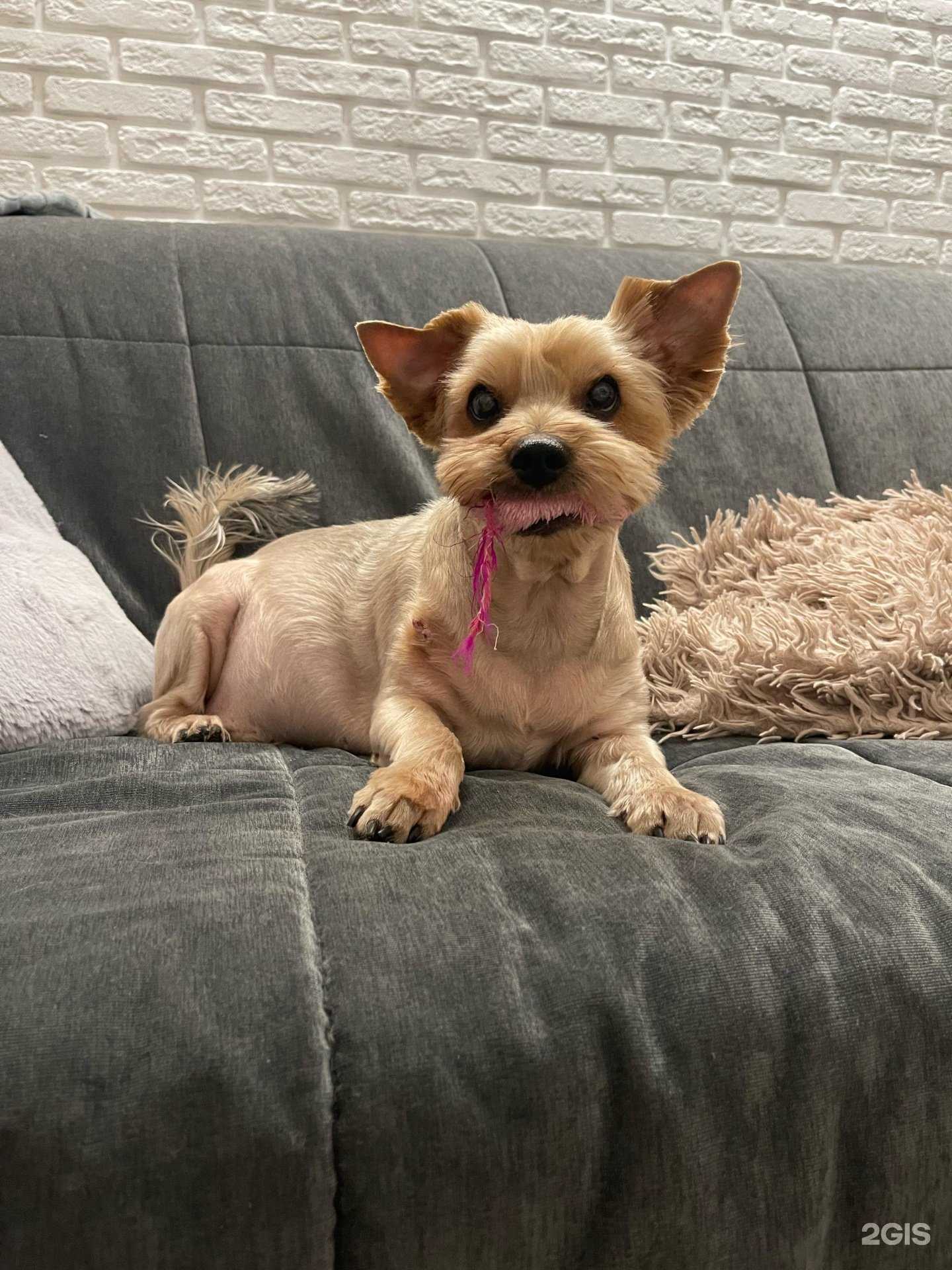 Отзывы на компанию Вологодский Ветеринарный Центр в Вологде c фото