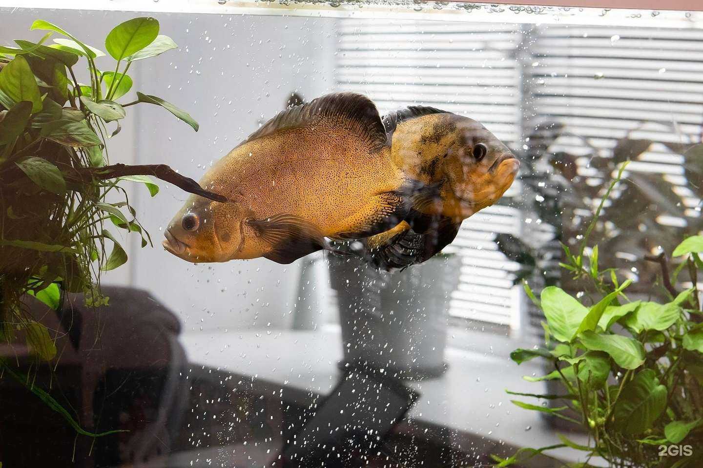 Отзывы на компанию Недвижимость 33 в Ярославле c фото