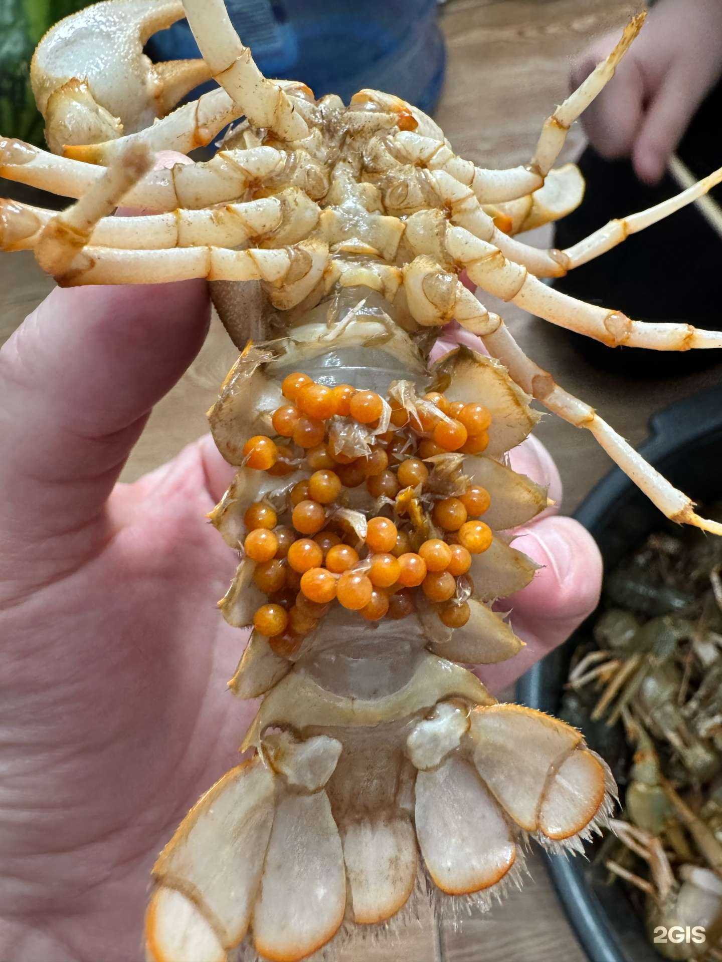 Отзывы на компанию Рак и Раки в Воронеже c фото