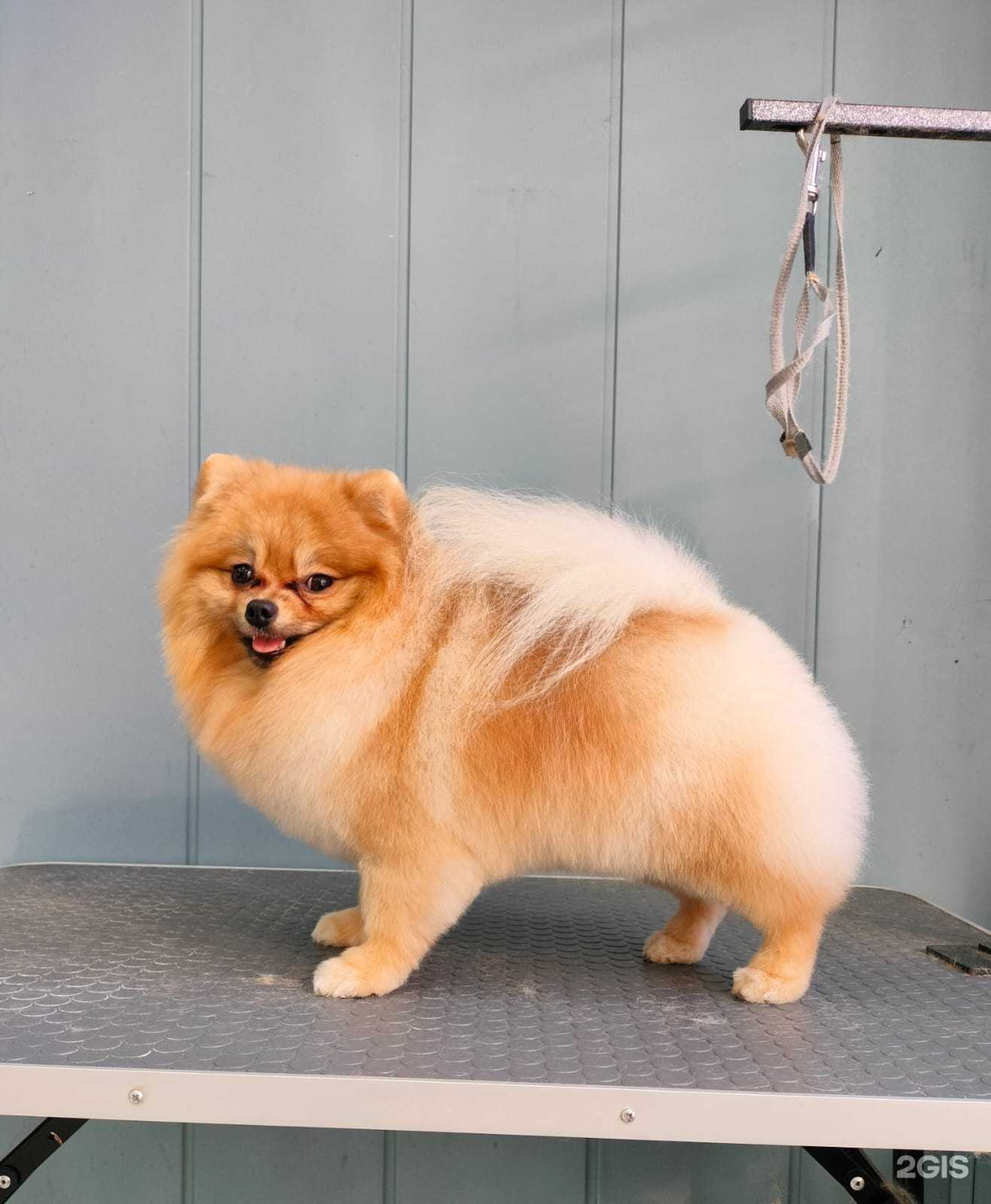 Отзывы на компанию Бонифаций Грум в г. Курган c фото