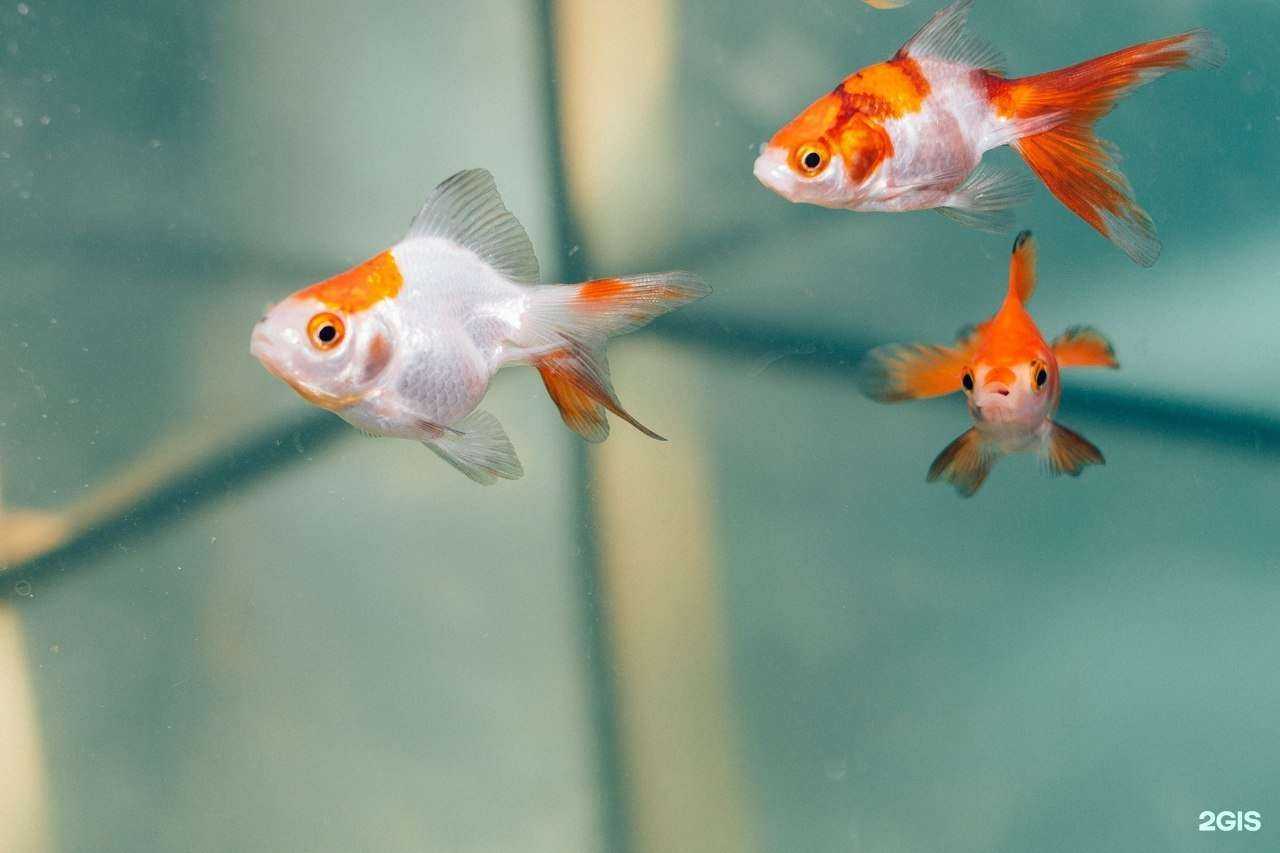 Отзывы на компанию Акварiй в Магнитогорске c фото