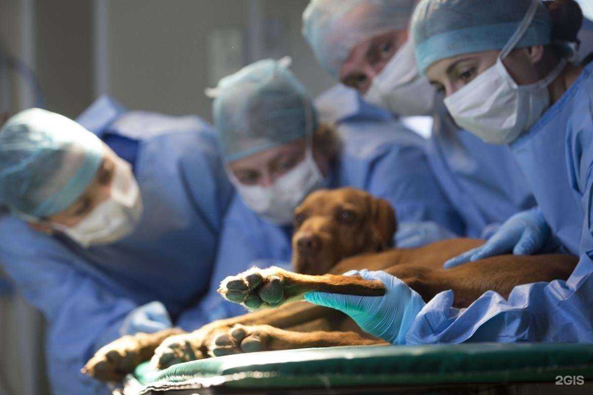 Отзывы на компанию Ветзащита в Белореченске c фото